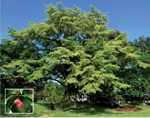 Kalumpit - UP Theater Complex